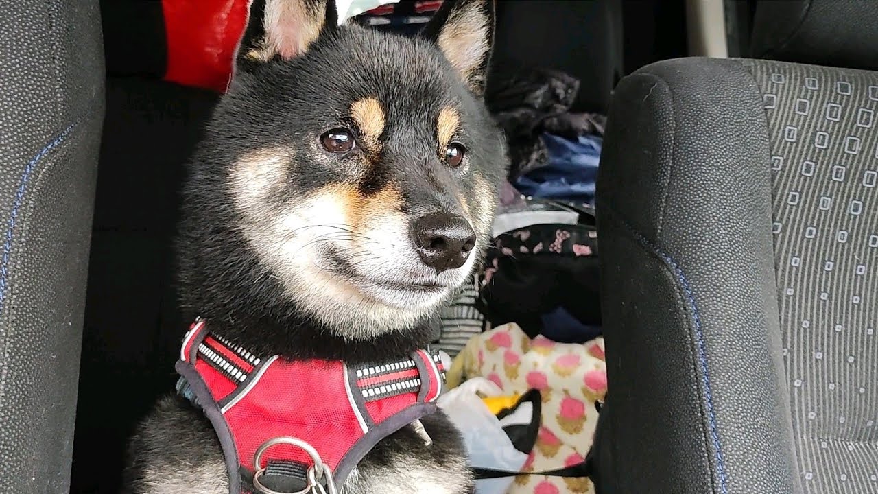 柴犬と思い出のあの場所へ。柴犬は覚えているのか?【柴犬と旅】【黒柴犬】【豆柴】【shiba inu】