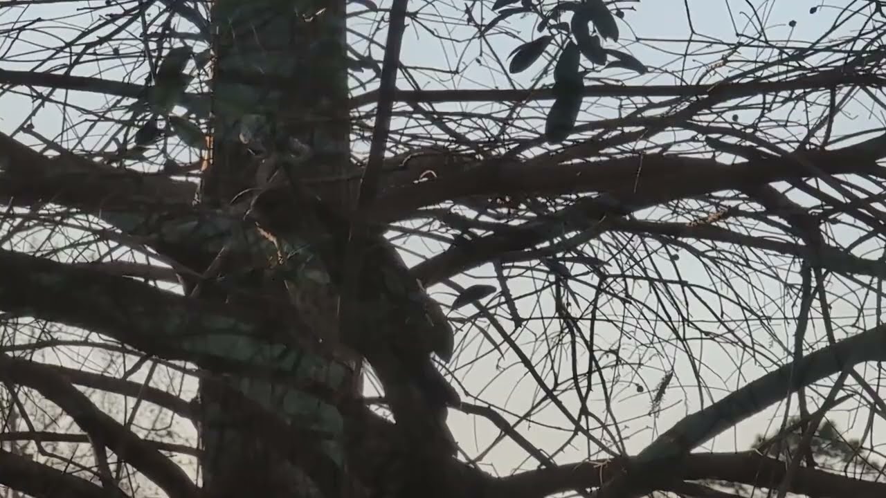Red Shouldered Hawk Looks Our Way in Fading Light from Cypress Tree! Oviedo, Florida 