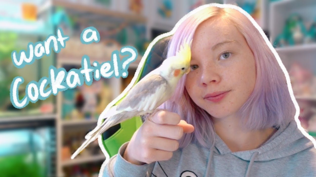 Should You Get a Cockatiel?