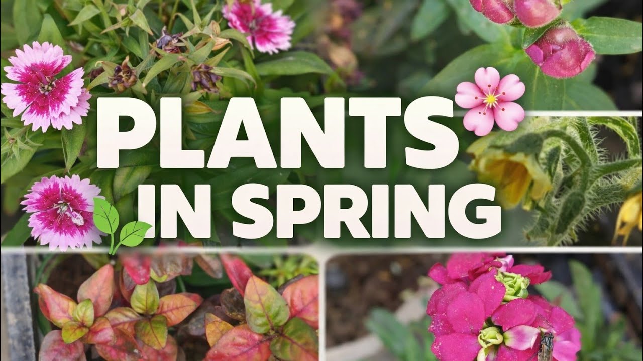 plants in spring 😍😘🥰❤