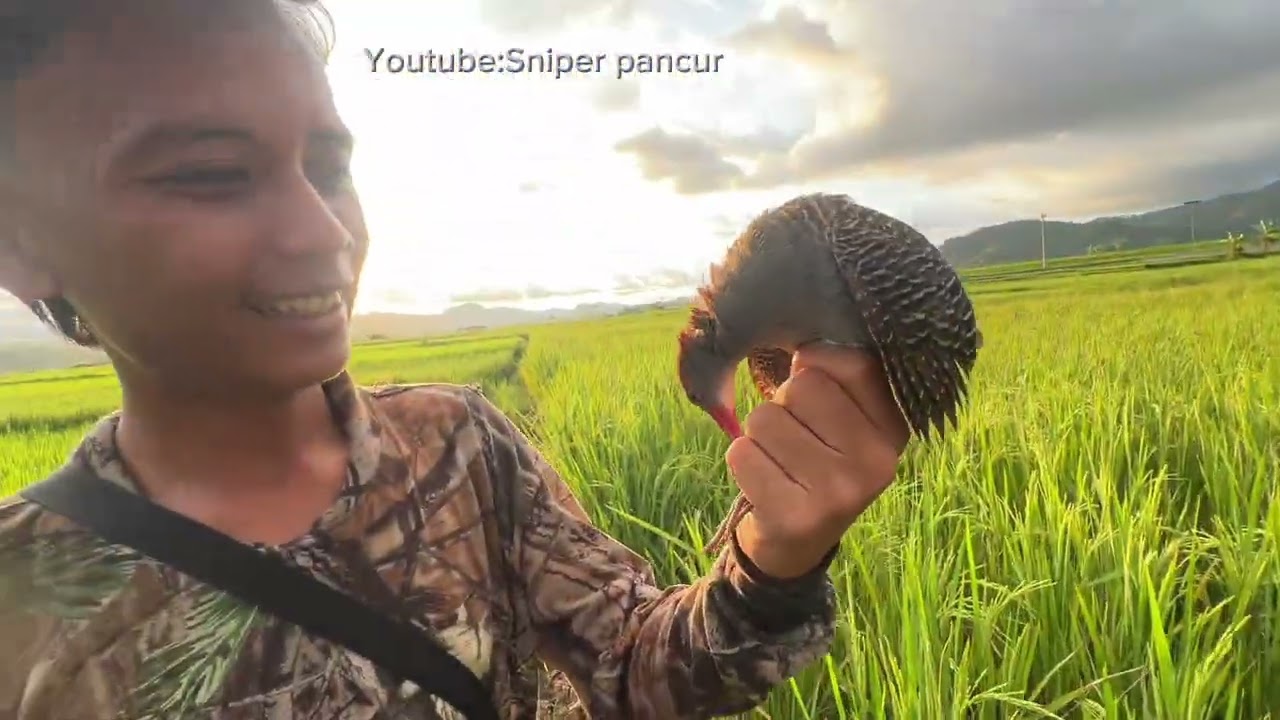 MANGKAT NEMBAK‼️BERBURU TEKUKUR HAMA JAGUNG