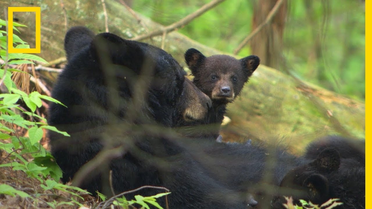 L'allaitement des oursons noirs du Great Smoky Mountains