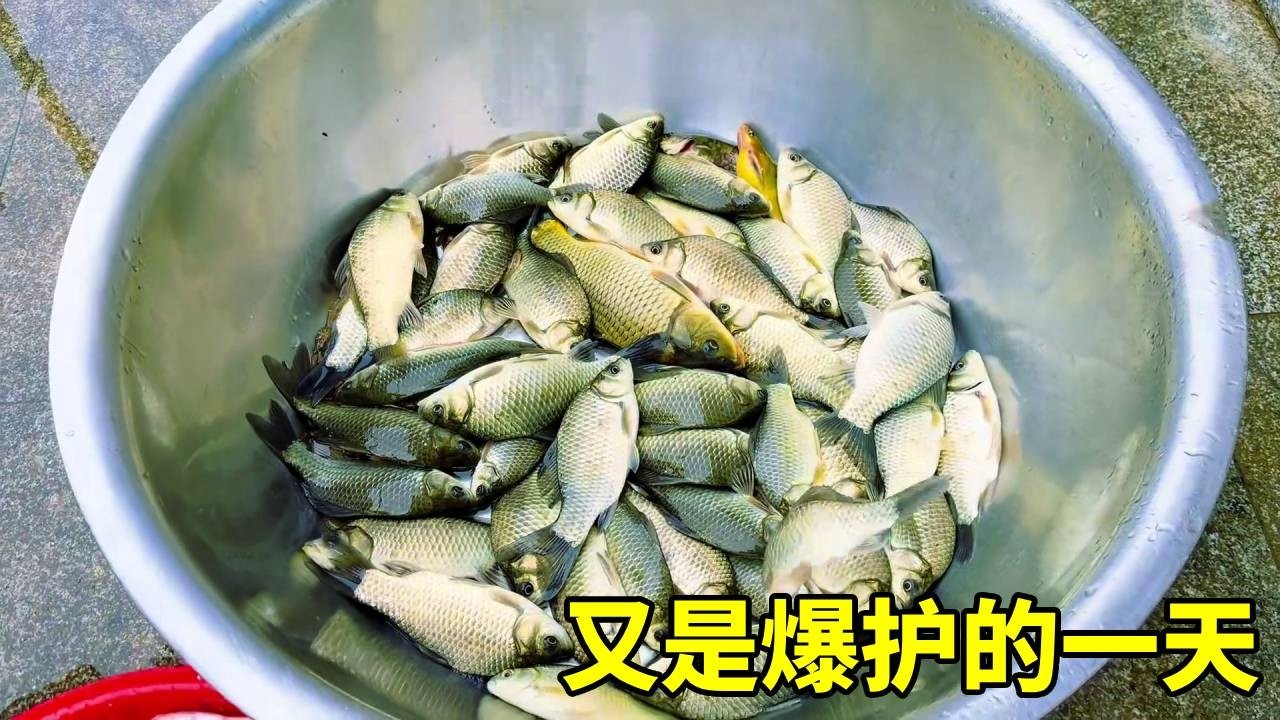 爆护！爆桶！这收获看着就爽，各种鱼都有，半个月不用买菜了。【老二养牛】