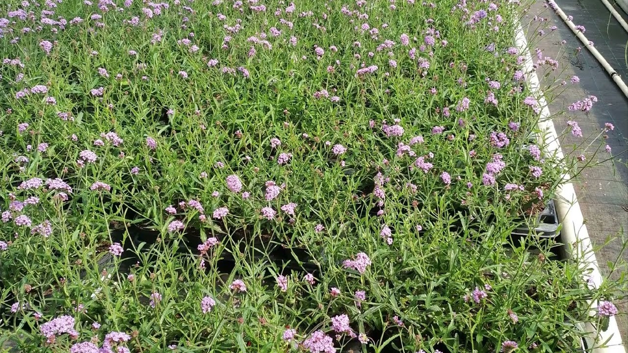 Perenni 35F utilizzo: rinvaso