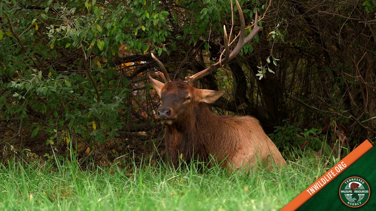 Did You Know? - Place to See Elk