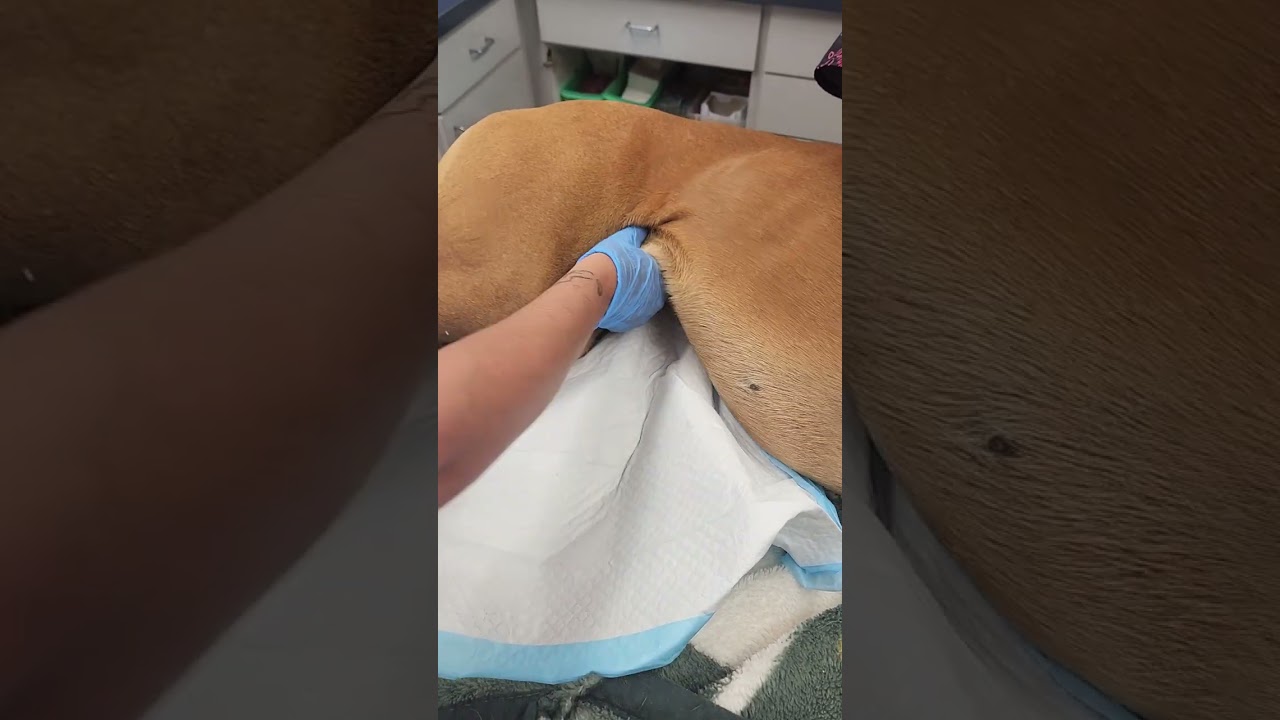 Canine Neuter Bladder Expression
