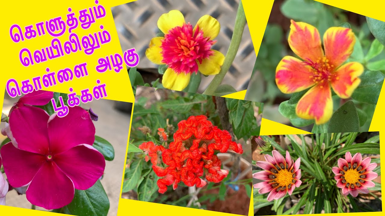 காத்து வாக்குல கண்மனியும் கதீஜாவும் கொளுத்தும் வெயிலில்🤪/Summer flowers/Eden garden/Home garden