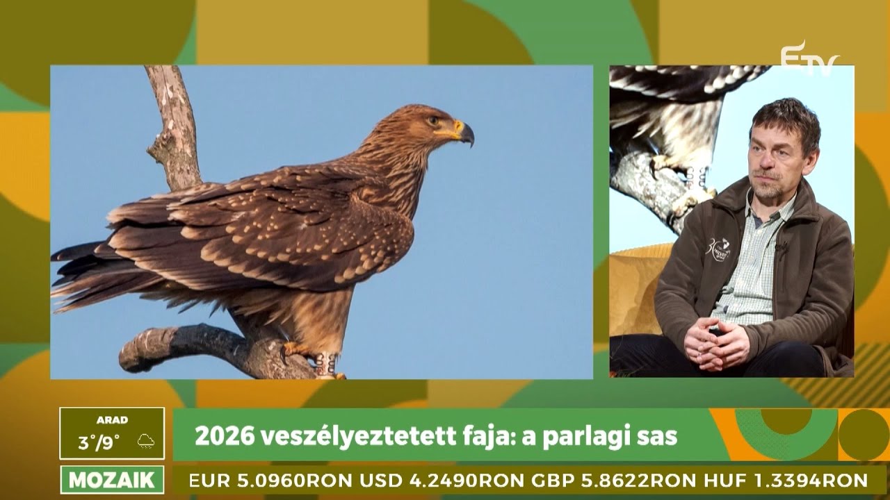 2026 veszélyeztetett faja a parlagi sas – Mozaik