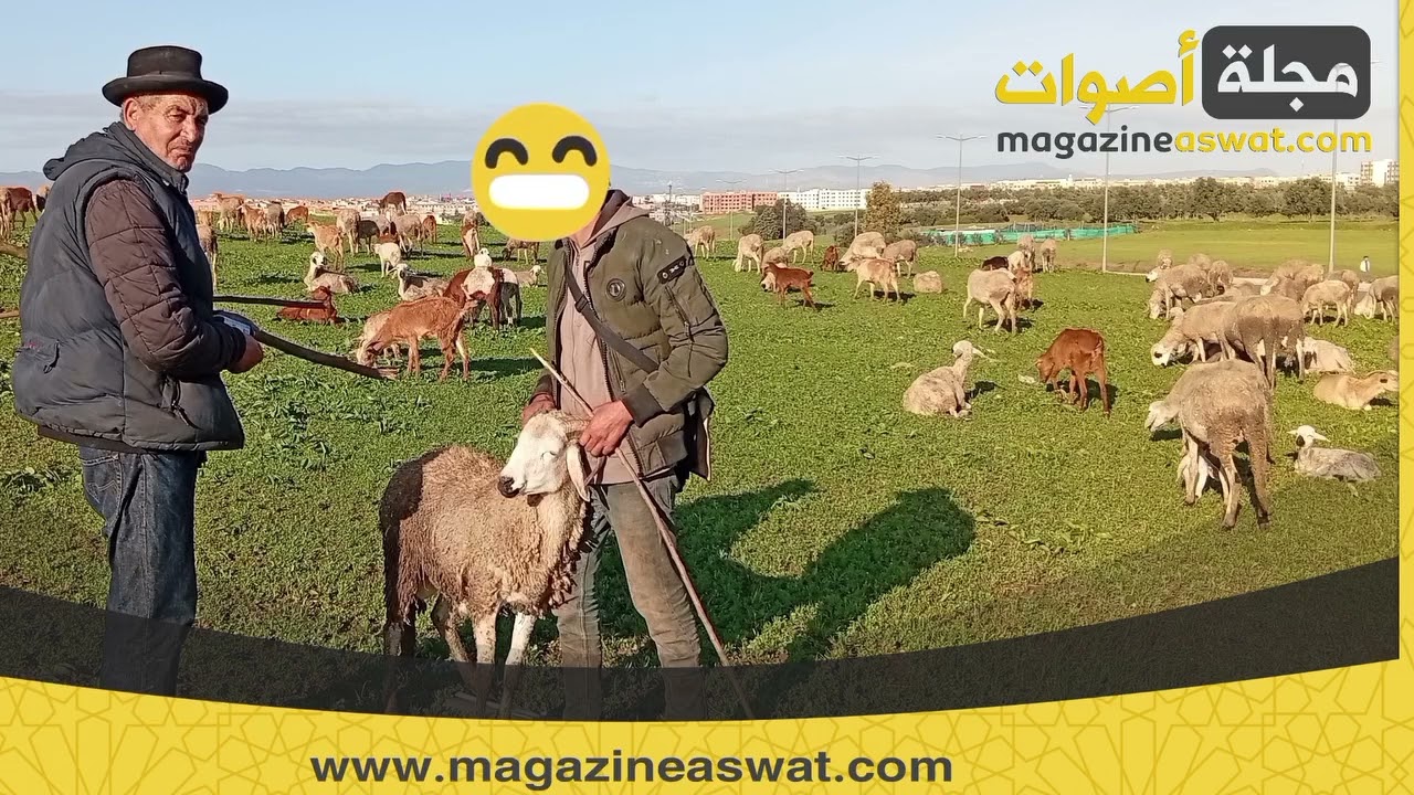 كساب ومربي اغنام يكشف وضعية القطيع واكراهات القطاع في هذا الموسم