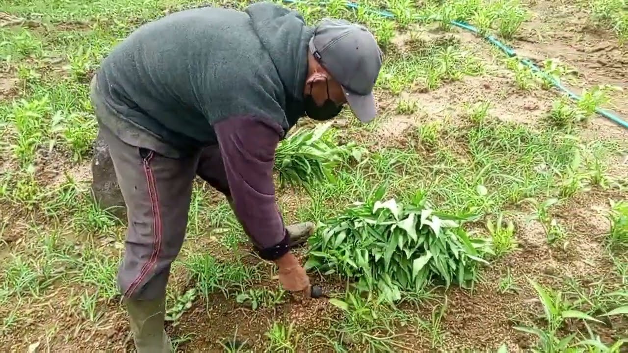 HIJAUKAN KEBON DENGAN MENANAM KANGKUNG
