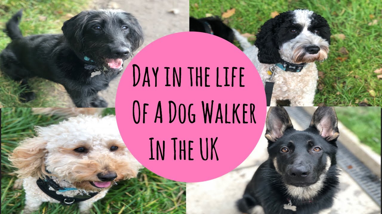 Day in the life of a dog walker//Fuzz & Co