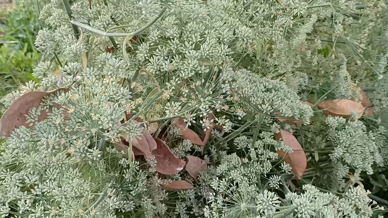 What does a caraway seed plant look like? | caraway plant seeding 2020