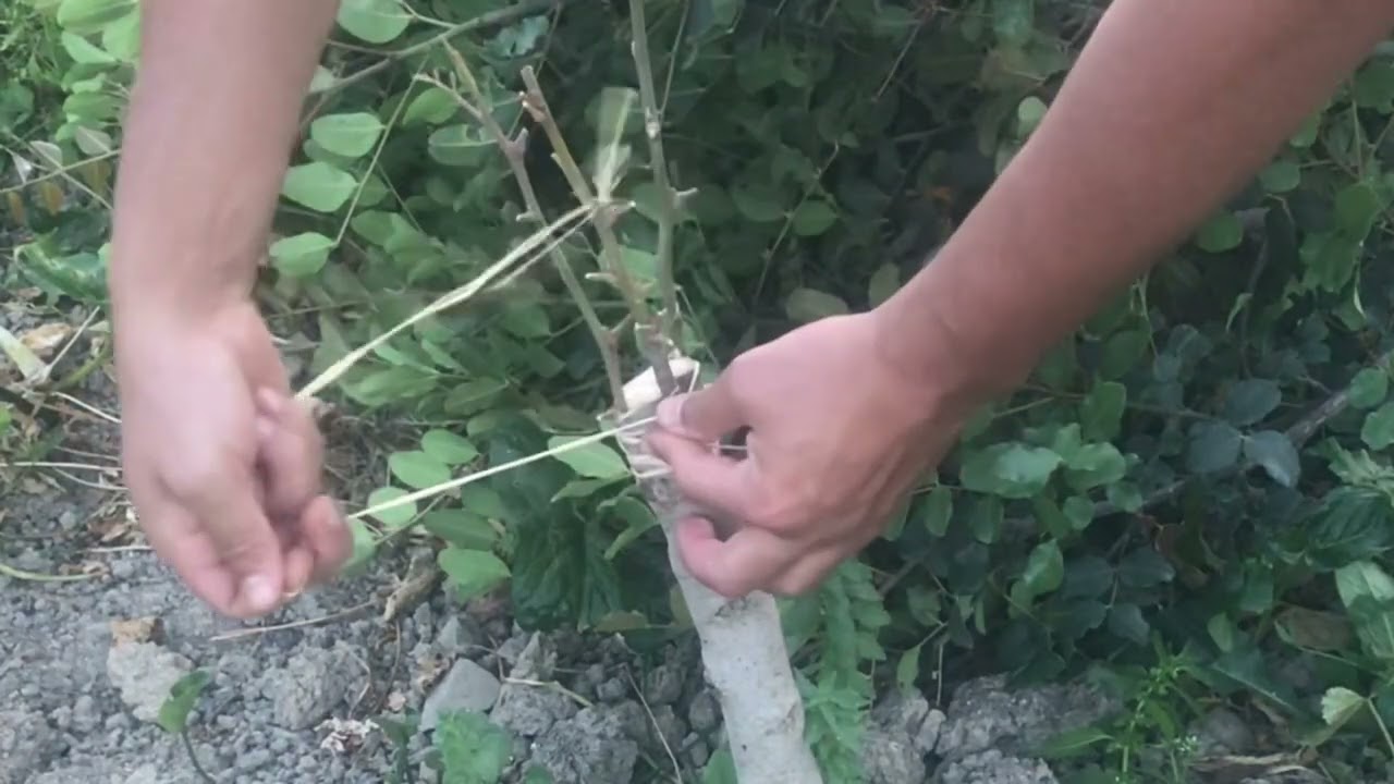 التطعيم اللحائي بالقلم للخروب greffe caroubier en couronne