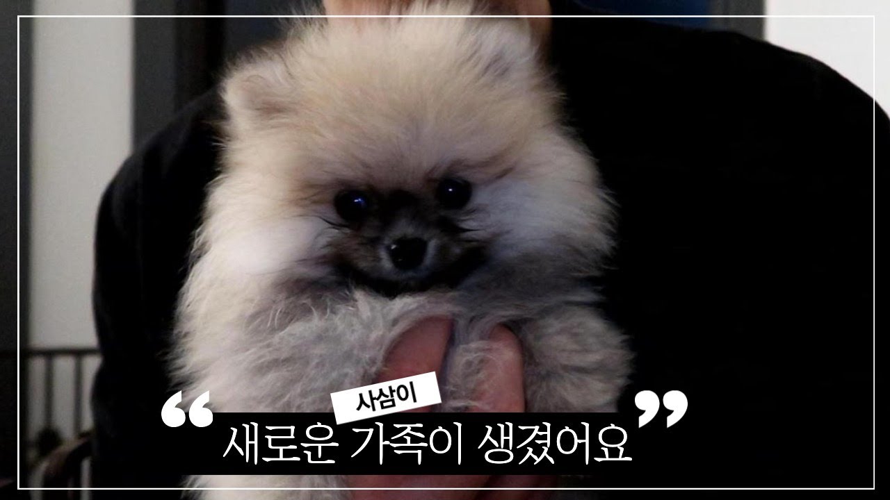 새로운 가족이 생겼어요