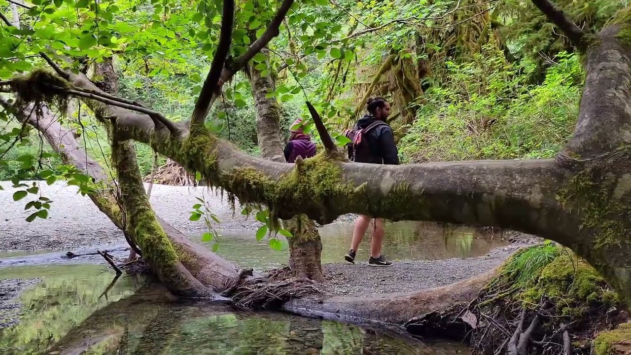 Vancouver Island (Protection Island)