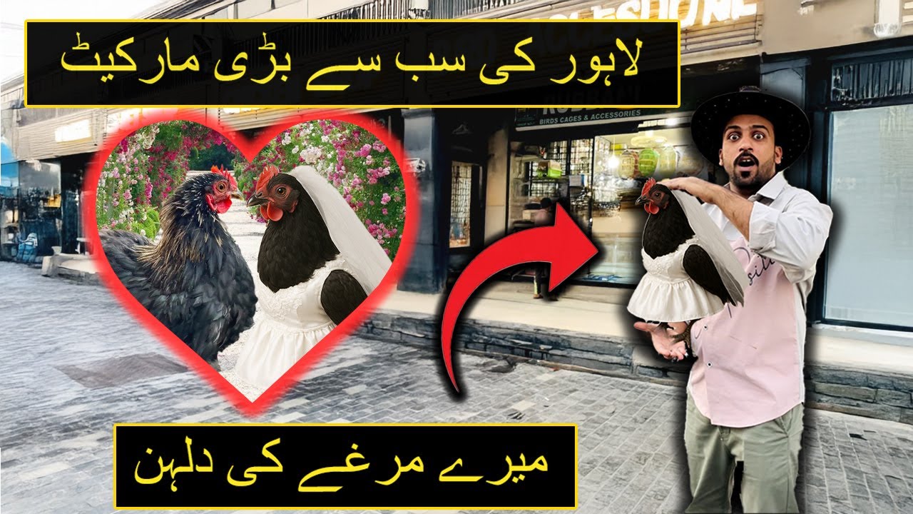 Tulintion Pet Market Lahore Full Tour 2025 | Birds, Cats, Dogs & Bantam Hens Prices