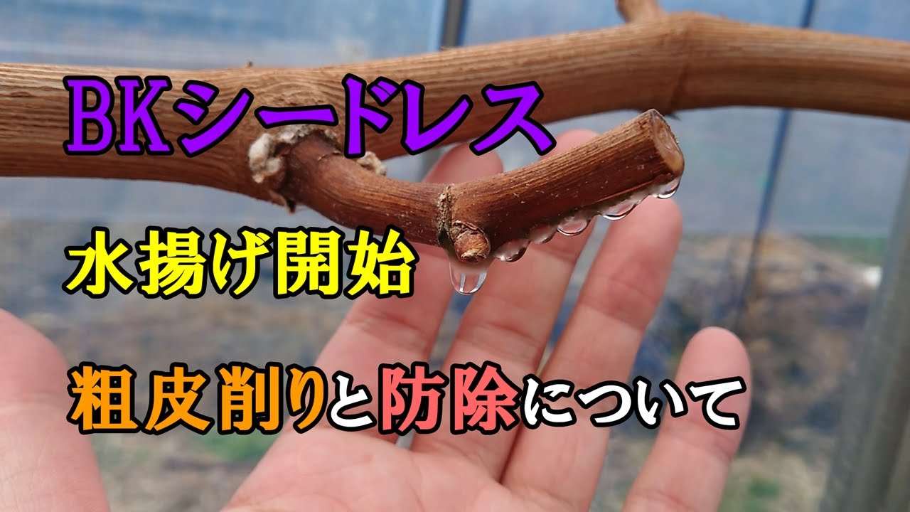 BKシードレスの水揚げ始まる　粗皮削りと防除について