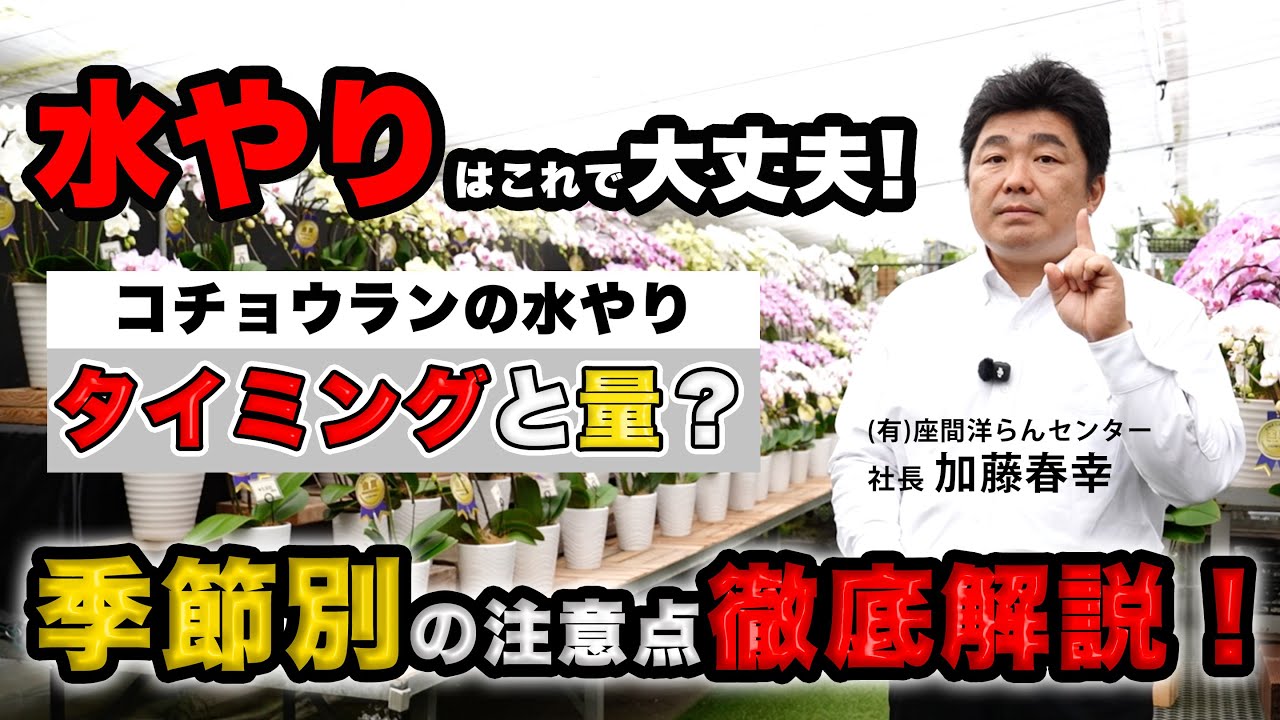 【失敗しない水やり】プロが教えるコチョウランの水やり徹底解説！【#3】