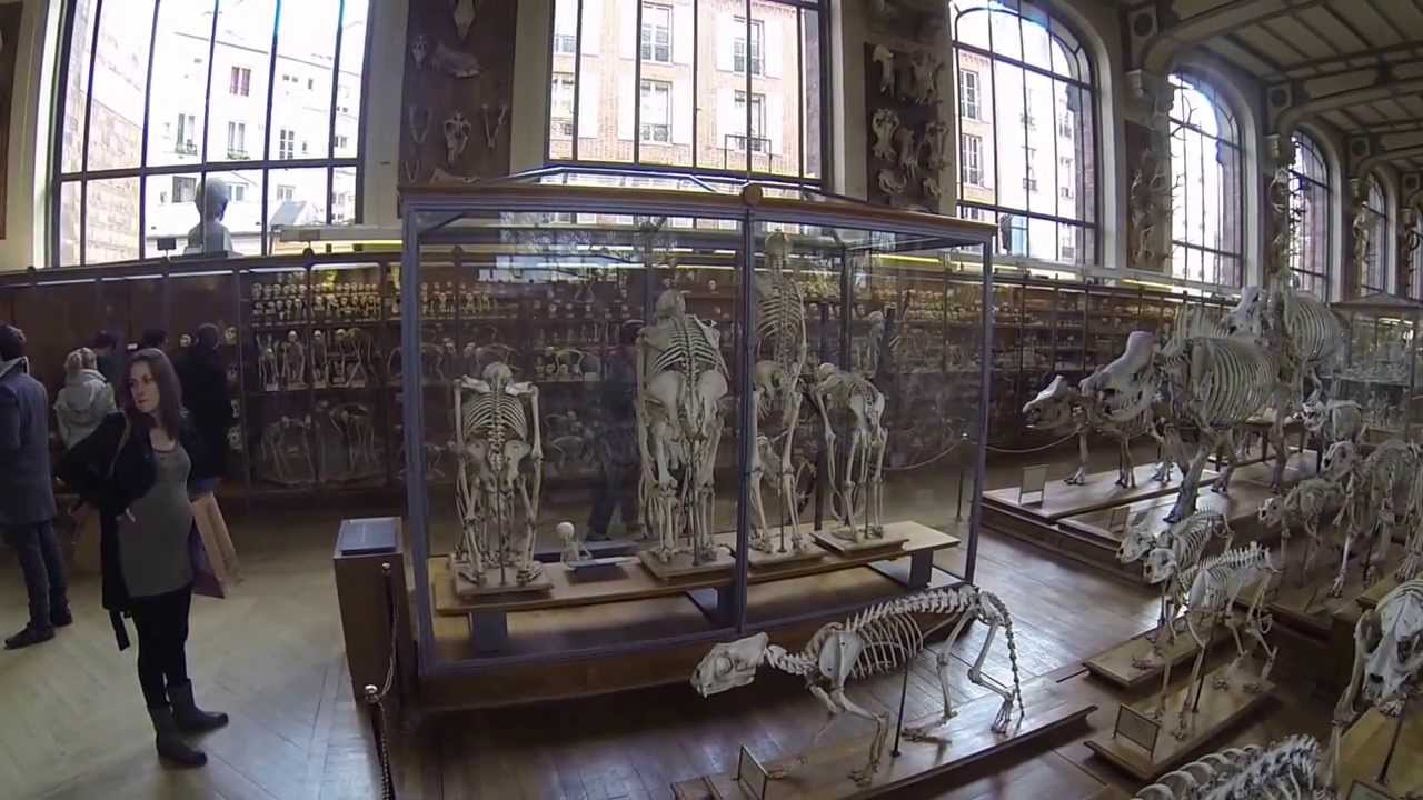 Galerie de Paléontologie et d'Anatomie Comparée Museum Paris