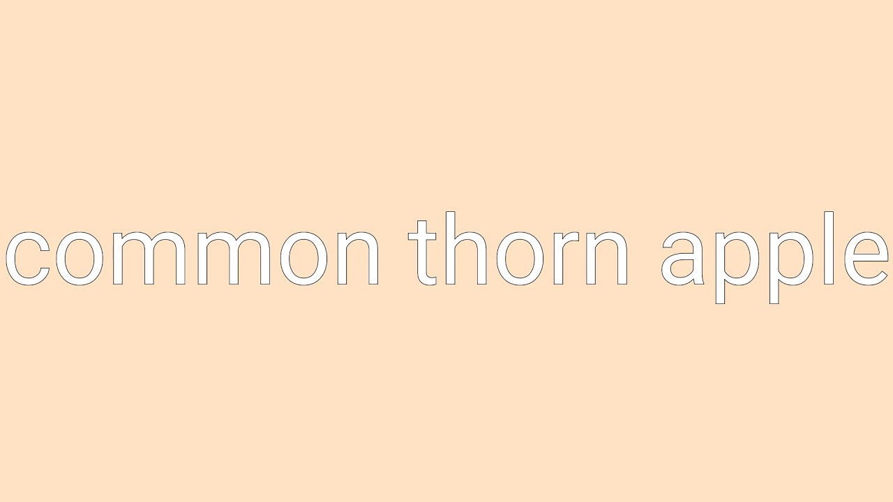 Common Thorn Apple Definition & Meaning