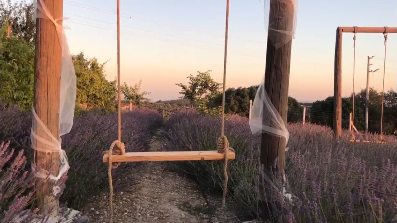 İzmir'in Buca ilçesindeki Lavanta Bahçesine Nasıl gidilir? Lavanta Kokulu Köyden Güzel Görüntüler