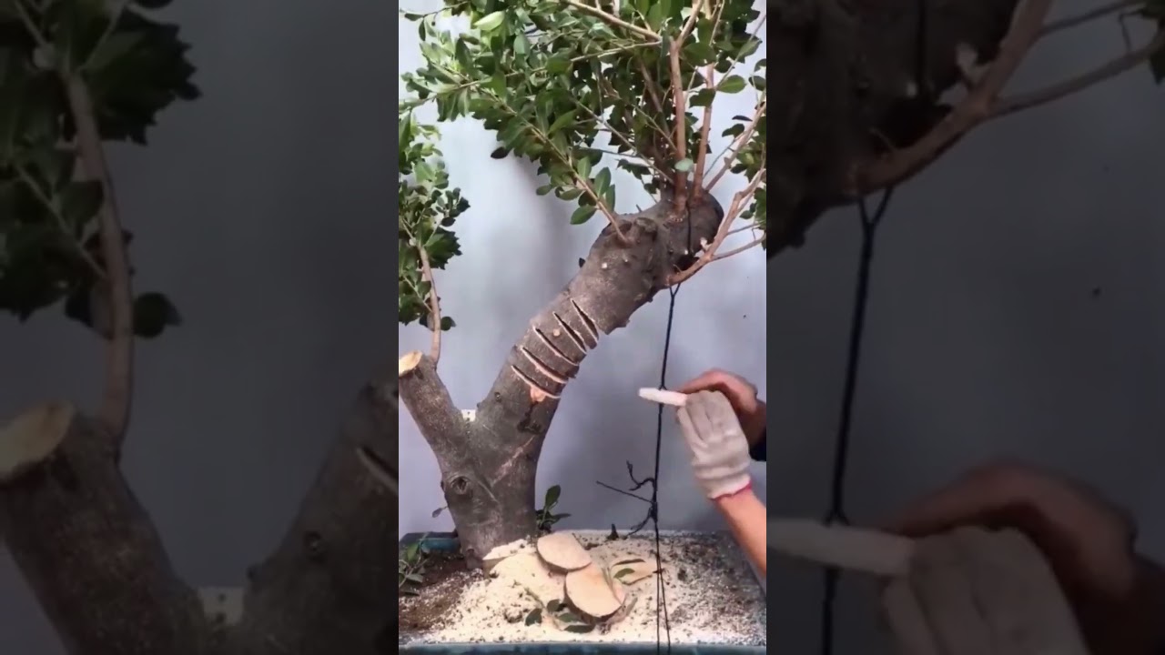 Bonsai Bending Tips #shorts