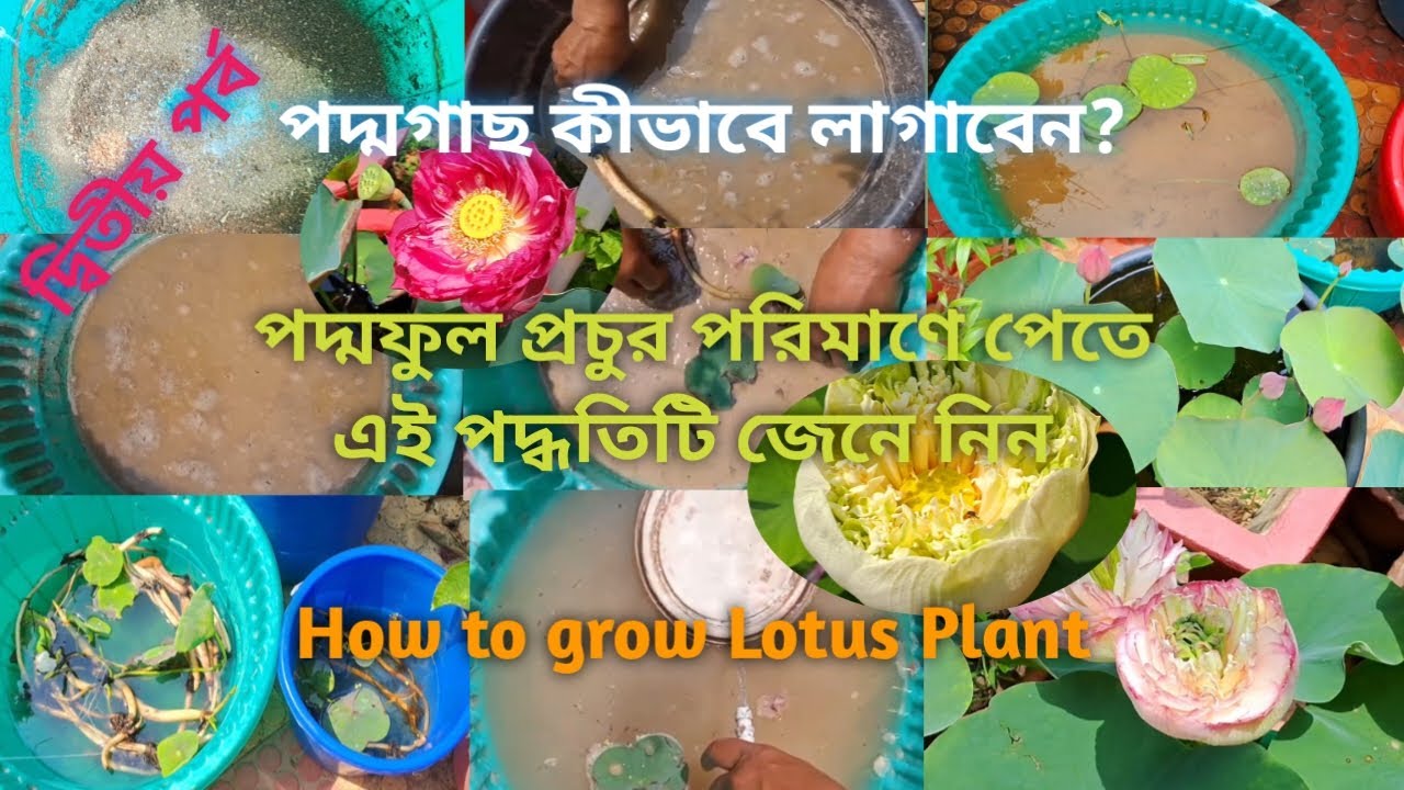 পদ্মফুল প্রচুর পরিমাণে পেতে এই পদ্ধতিটি জেনে নিন #lotus #lotusflower #flowers #nature #garden