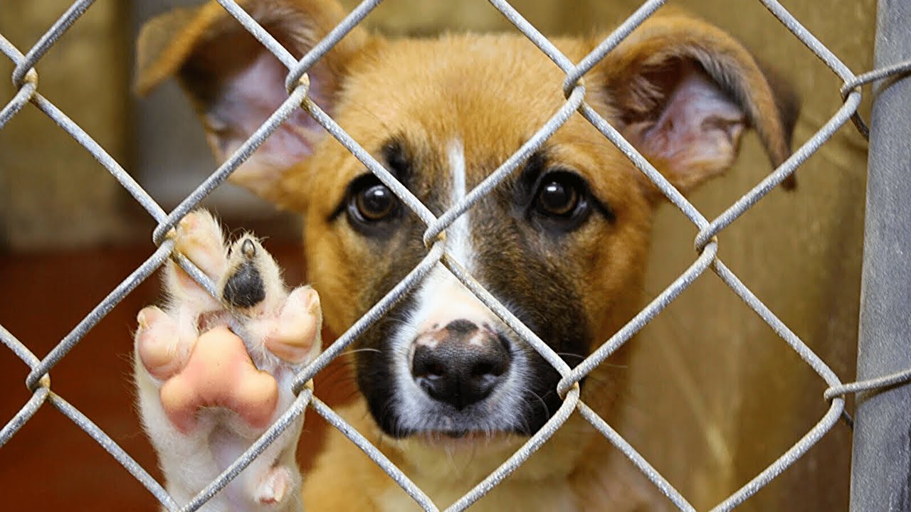 Todkranker Hund wird adoptiert, dann passierte ein Wunder...