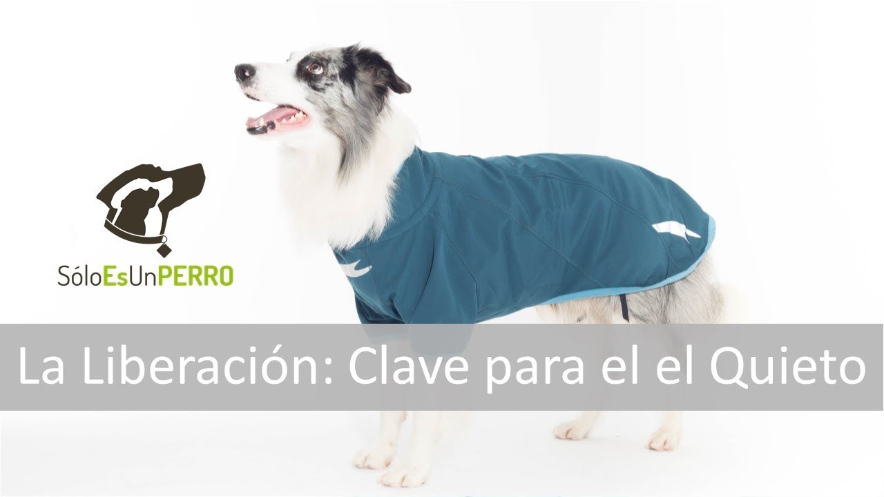 Enseñarle el quieto a tu PERRO depende de la señal de Liberación 🆓