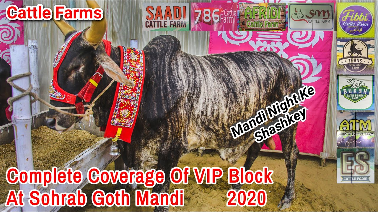 Sohrab Goth Mandi VIP Blocks 2020 | Complete Coverage | Cattle Farms | Animal Lovers
