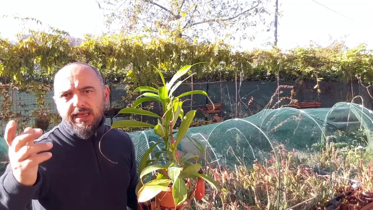 Come coltivare la Nepenthes