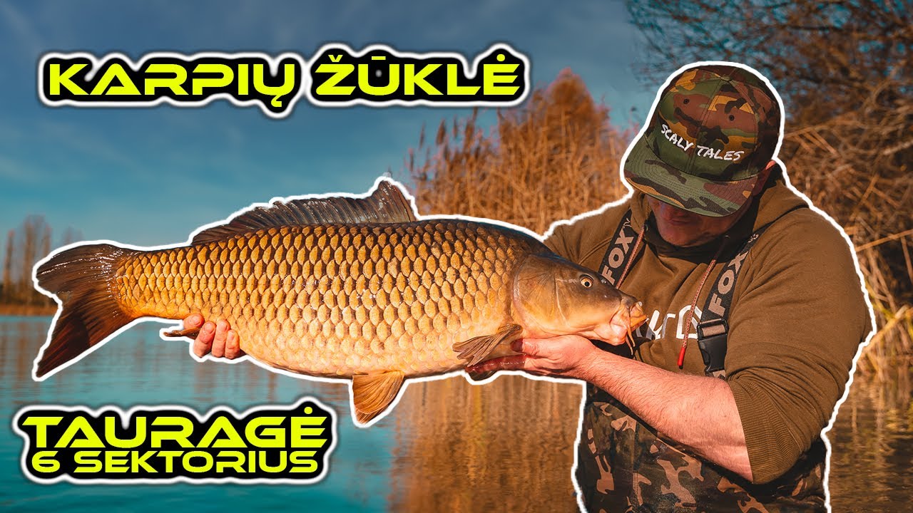 Karpių žvejyba. Tauragė - 6 sektorius (spalio pabaiga). (Carp Fishing @ Taurage)