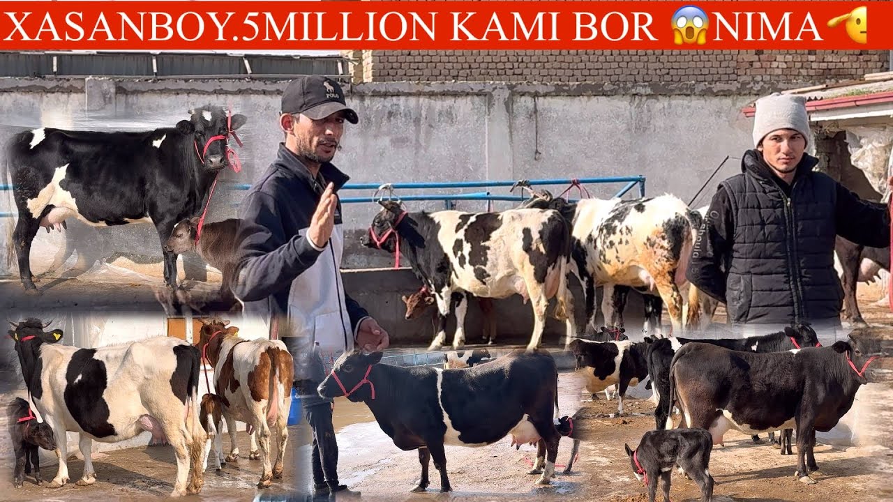 XASANBOY😳F✊YANGI P ONA BOLA UDAR SGIRLAR K 🏃🥛🌨️SUT YOʻNALISHIDA PULI ARZON ARZON SGIRLAR