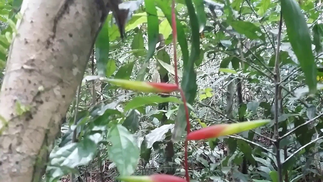 Bromélia Vriesea scalaris.