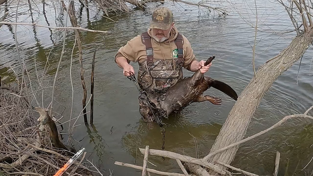 Trapping Nuisance BEAVERS! From Pond (S6 Ep 16)