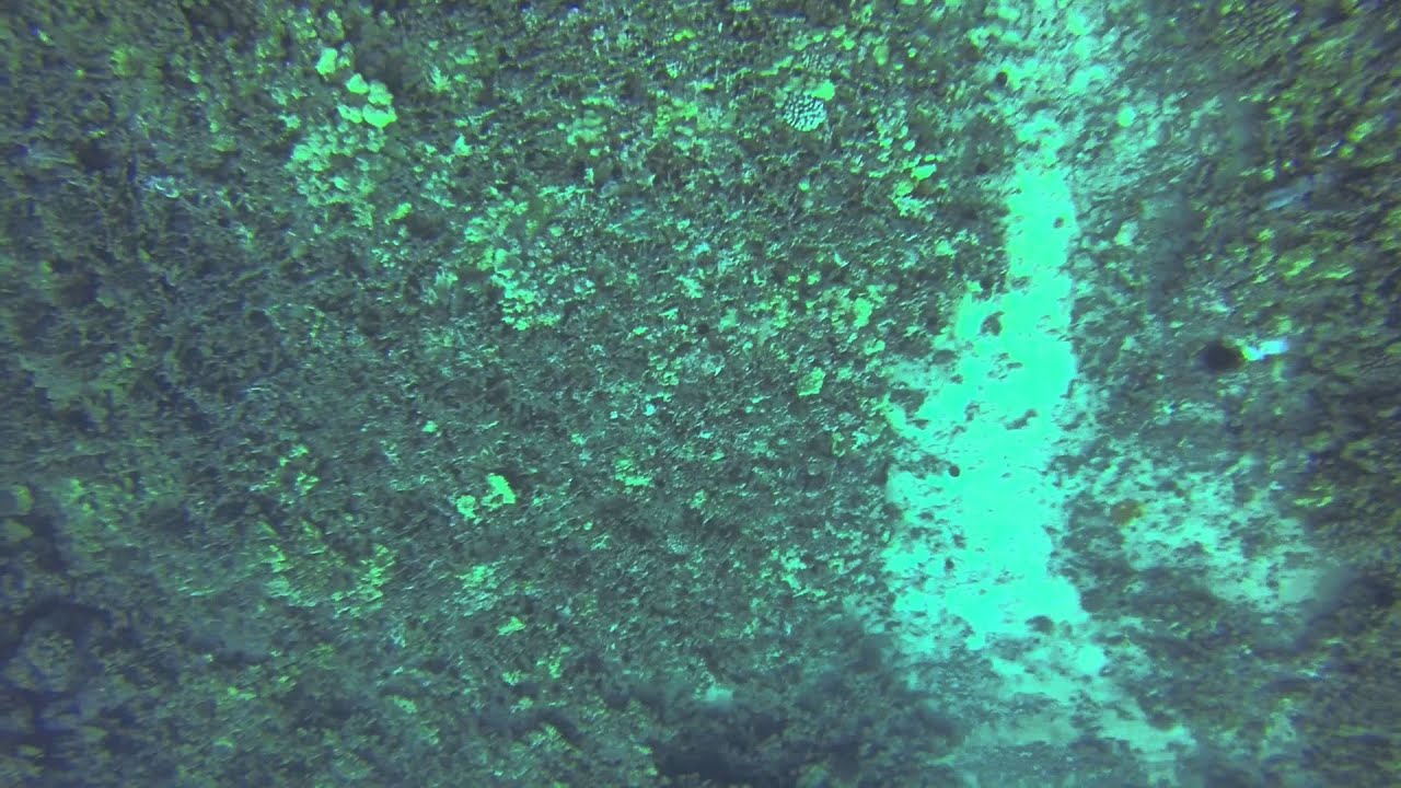 Hawaii Diver Allegedly Gets Air Regulator Ripped Out of Mouth