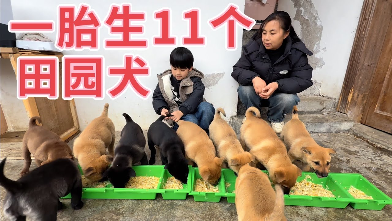 田园犬一胎生11个，2026小狗第一顿早餐，吃早餐时发生了什么？主人连忙跑去追，排队吃太幸福了
