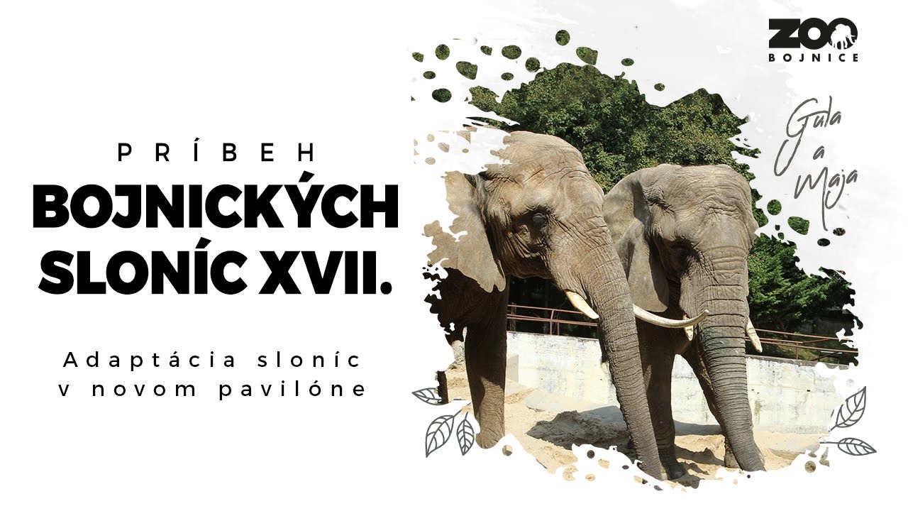 Príbeh bojnických sloníc XVII. - Adaptácia sloníc v novom pavilóne