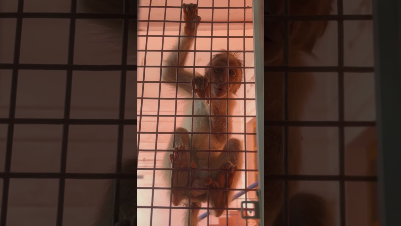 Bonnet Macaque Monkey Original Sound #monkey #bonnetmacaque