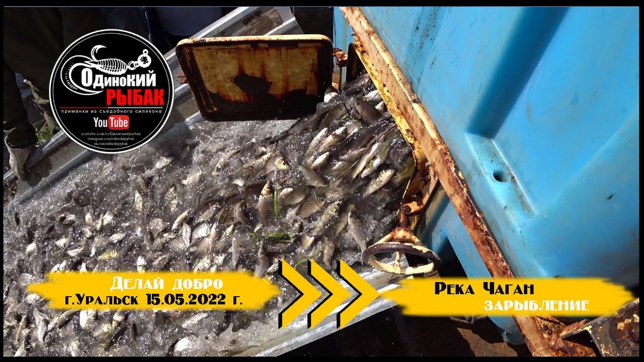 Зарыбление реки Чаган. г Уральск 15.05.2022 год.