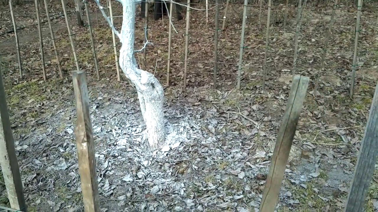 Побелка сада с помощью опрыскивателя.