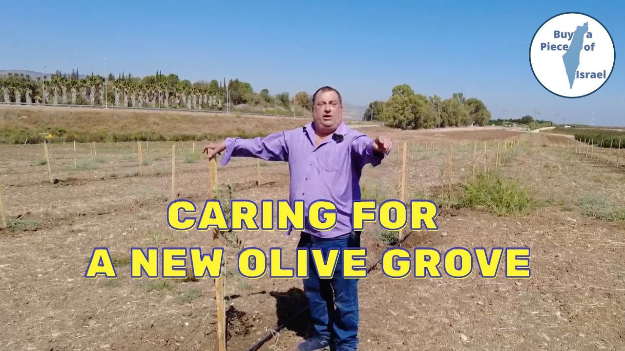 Caring For a New Olive Grove