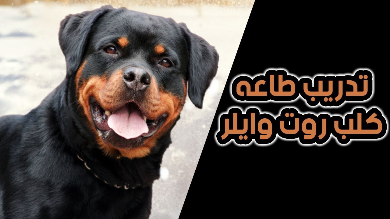 تدريب كلب روت وايلر على امر الثبات والجلوس والمشى