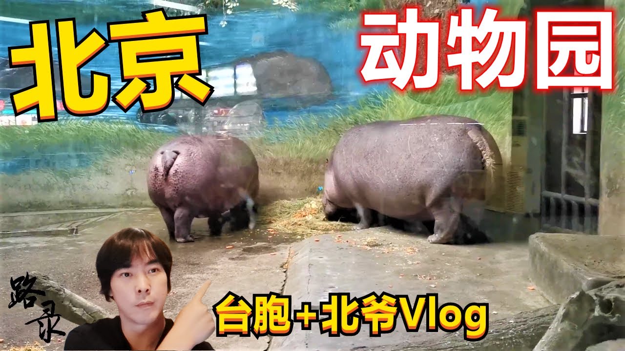 台胞布点和中年北京爷自驾游 Vlog 北京动物园 疫情严控期间北京动物园依旧开放
