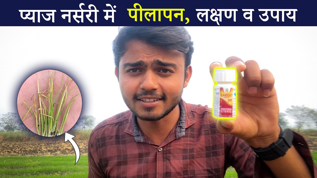 एक Spray में पीलापन दूर ✅। Onion nursery Disease🌱 