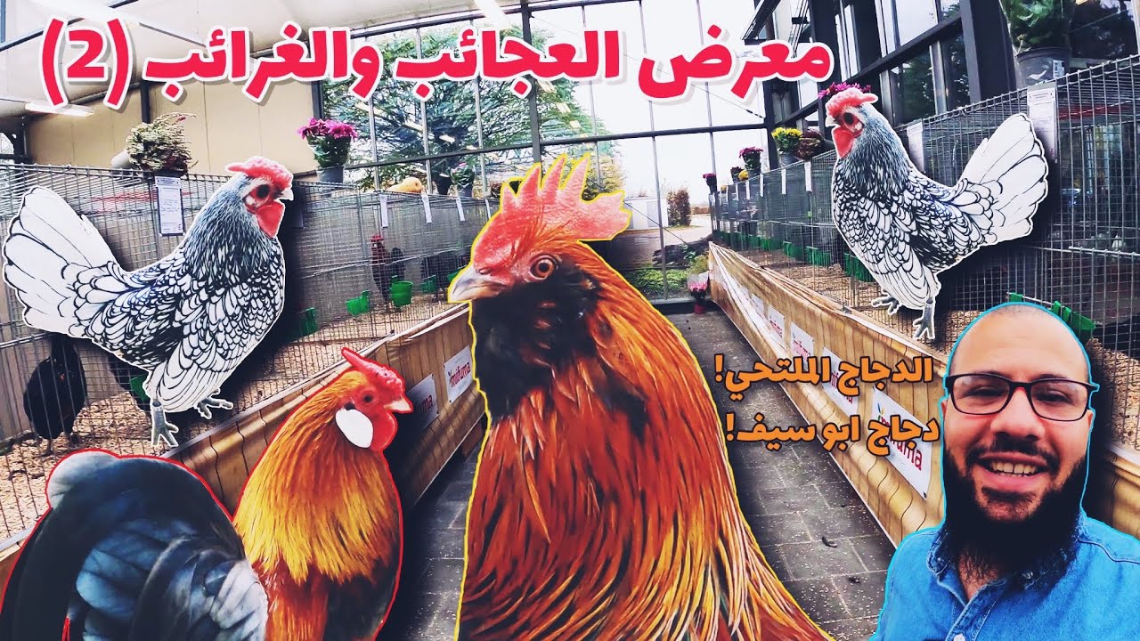 معرض الغرائب والعجائب  دجاج الزينة  2