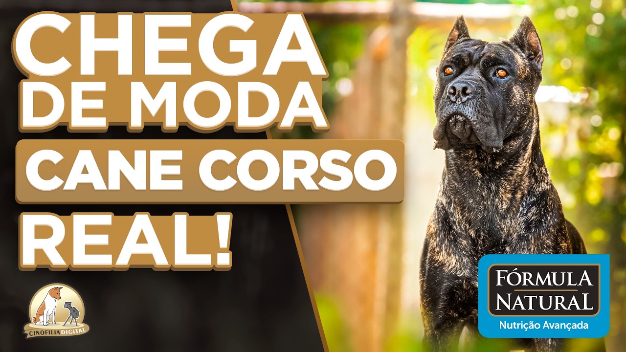 Cane Corso Gigante? Entenda por que os cães 