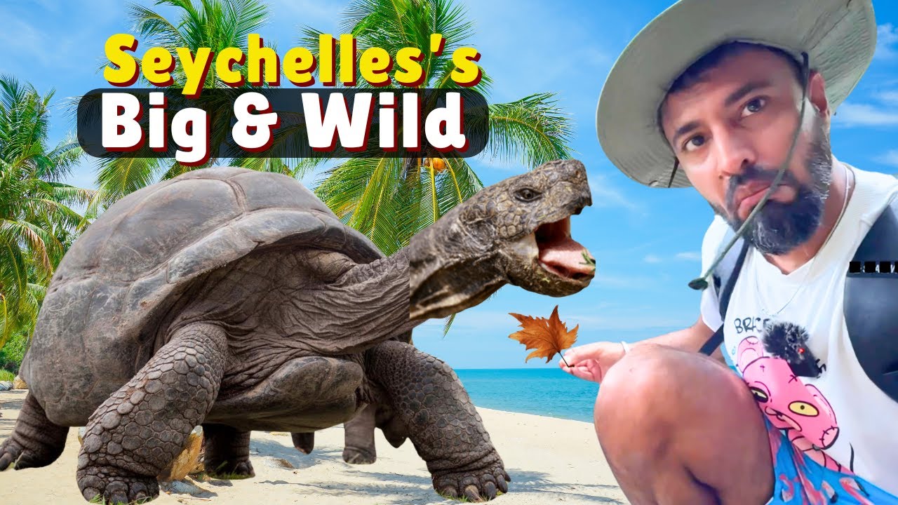 Underwater Boat and Giant Tortoises | Seychelles Vlog 2