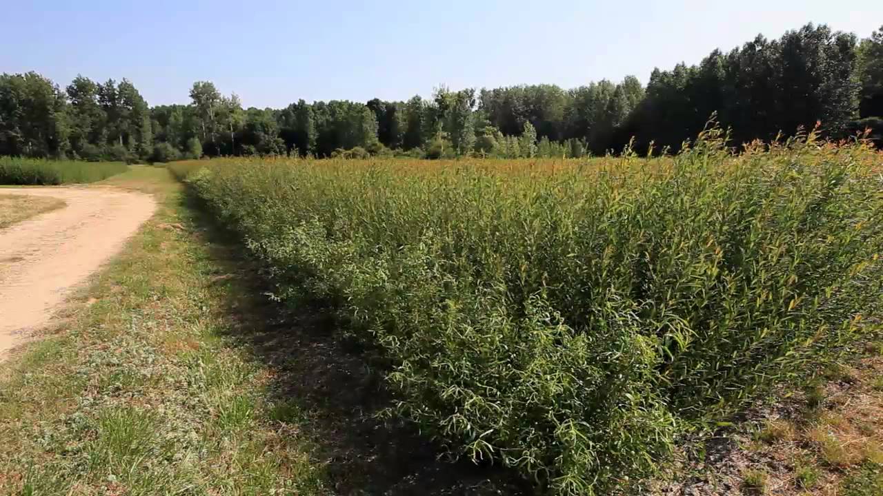 Culture et vari&eacute;t&eacute;s d'osier &agrave; la Coop&eacute;rative de Vannerie &agrave; Vilaines les Rochers