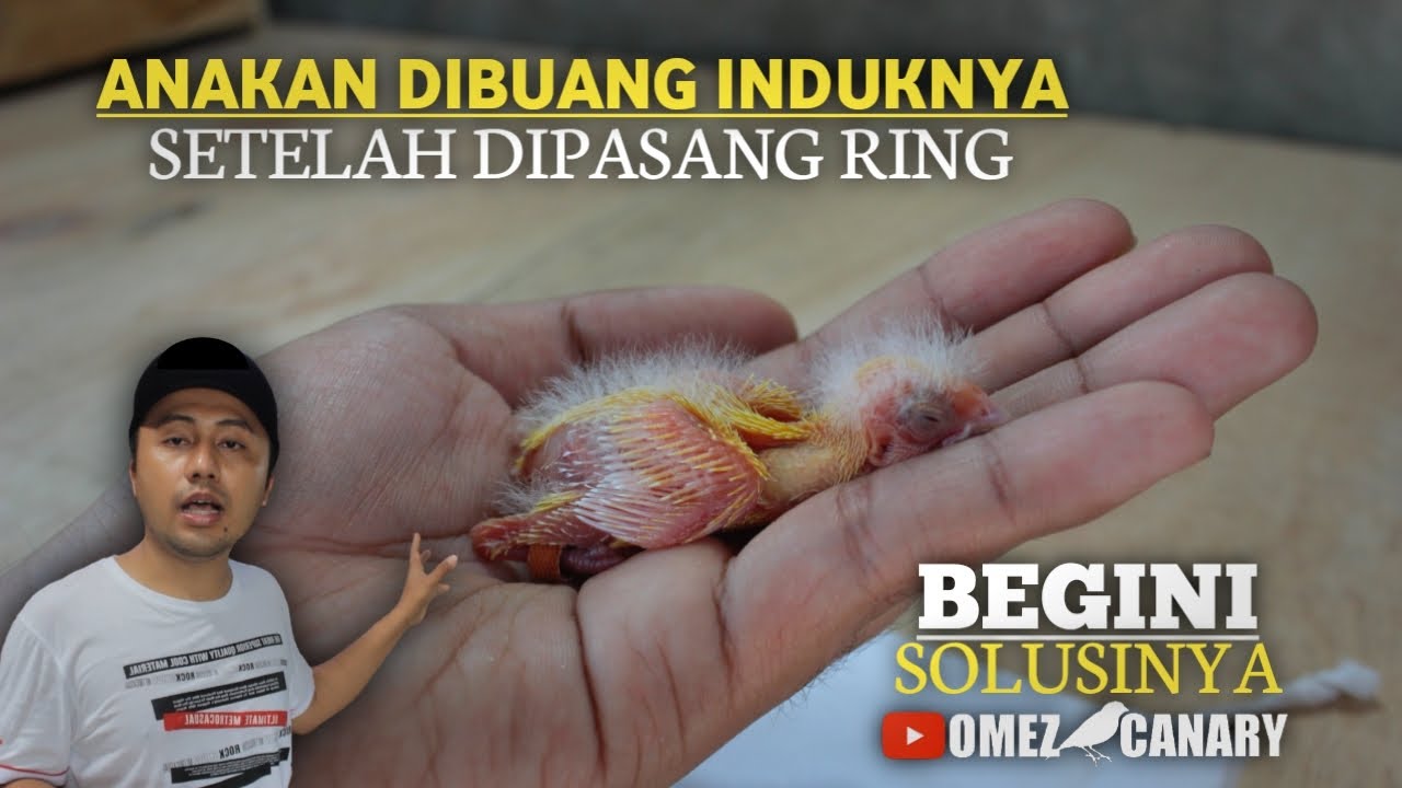 Wajib tau! Tips mengatasi indukan kenari buang anakan setelah dipasang ring